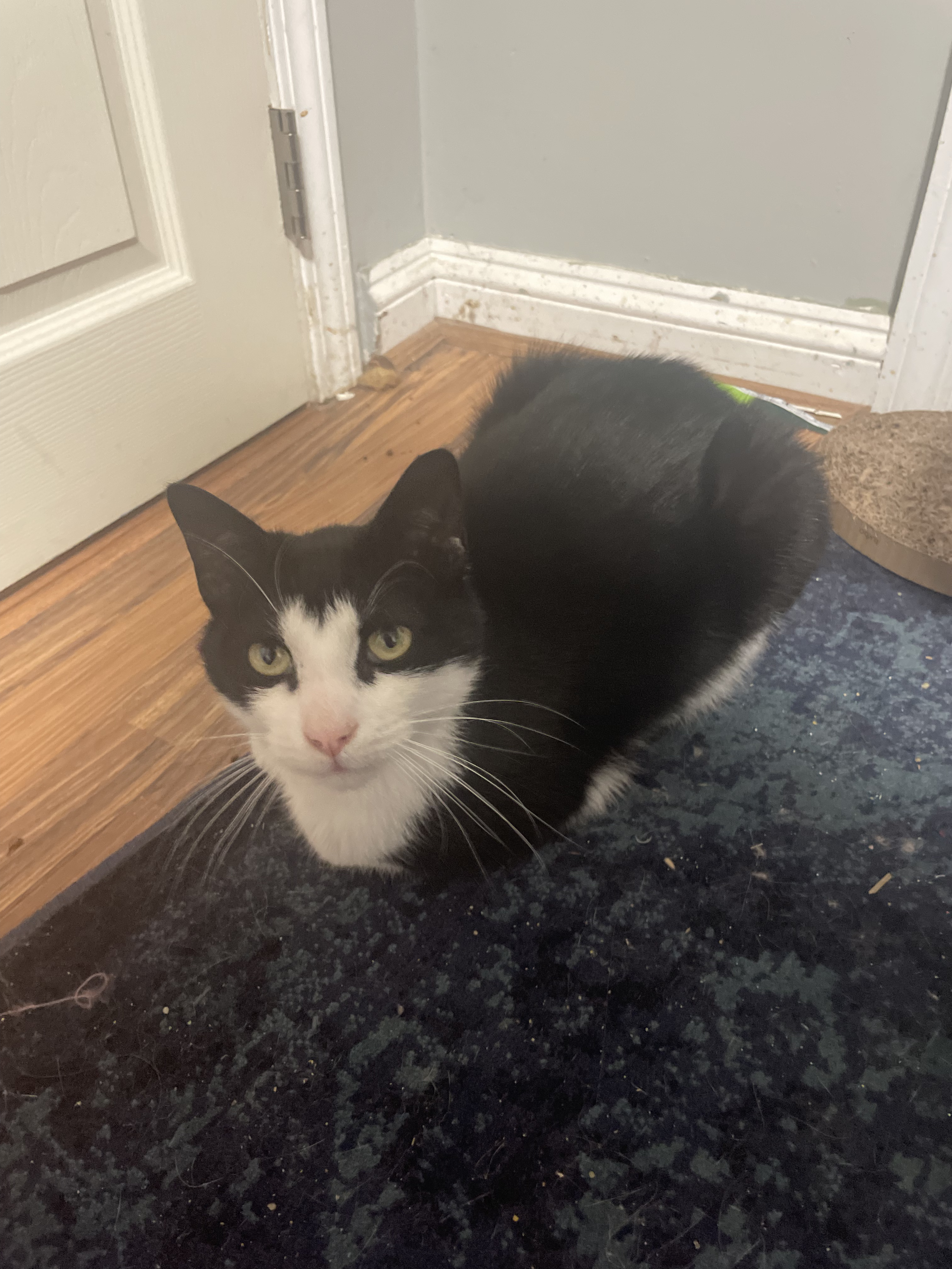 cat